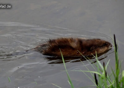 Nutria