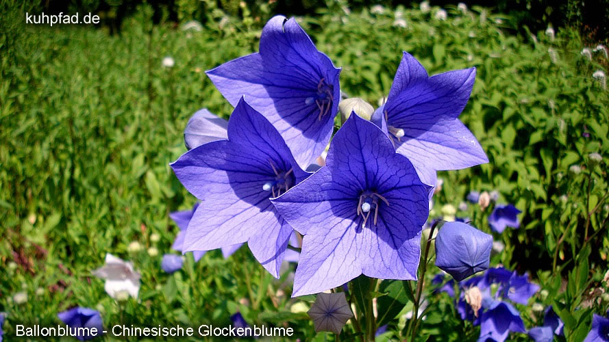 Blumenfotos