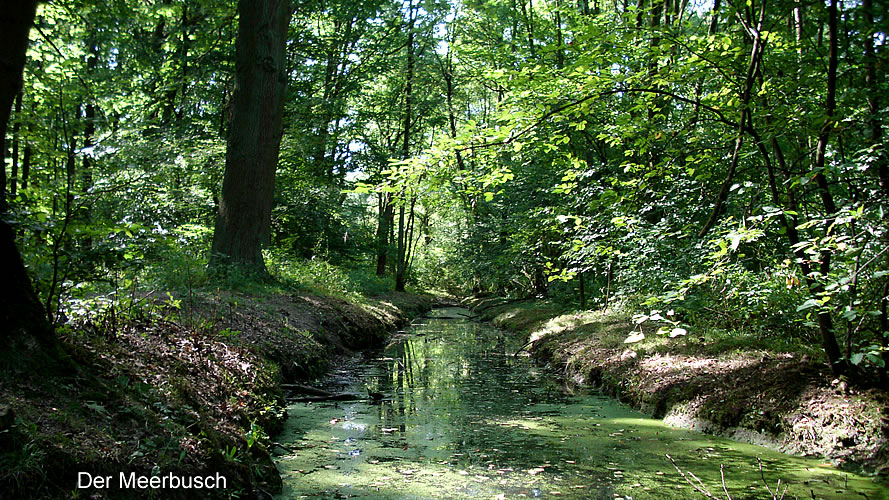 Der Meerbusch