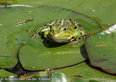 Frosch