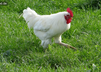 Huhn Dormagen Wildpark