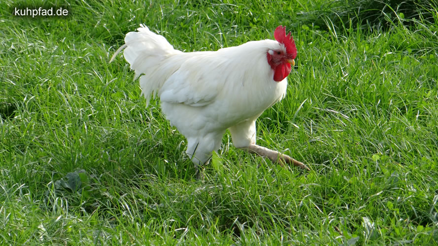 Huhn Dormagen Wildpark