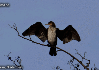 Kormoran