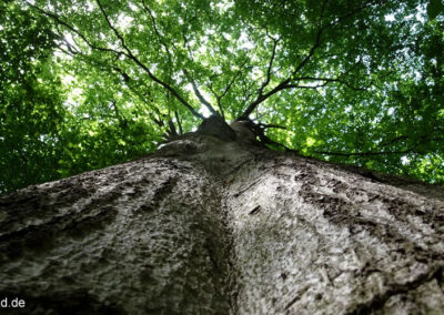 Naturpark Hohe Mark