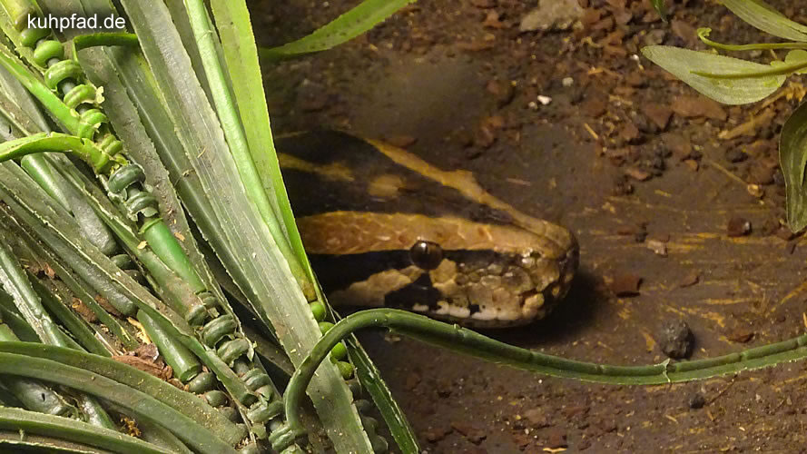 TerraZoo Rheinberg