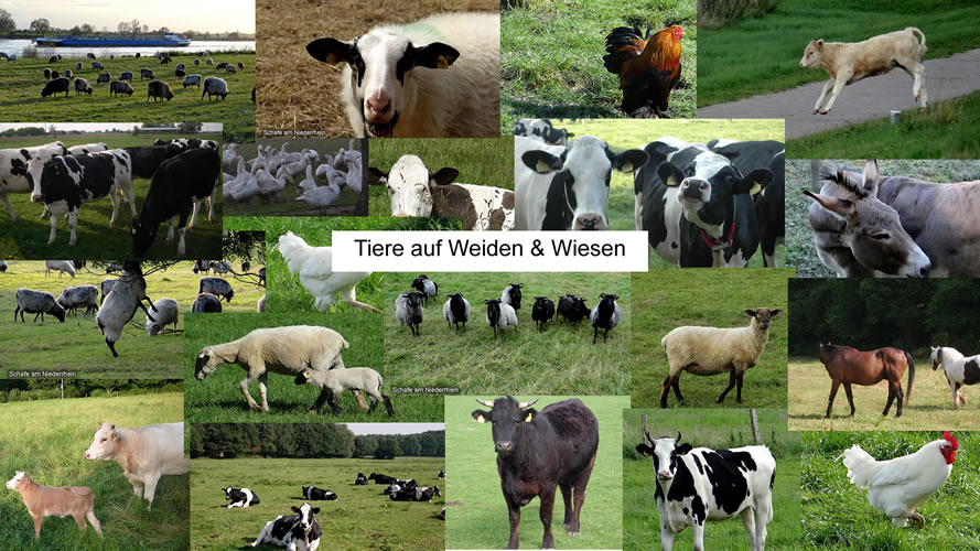 Tiere auf Weiden