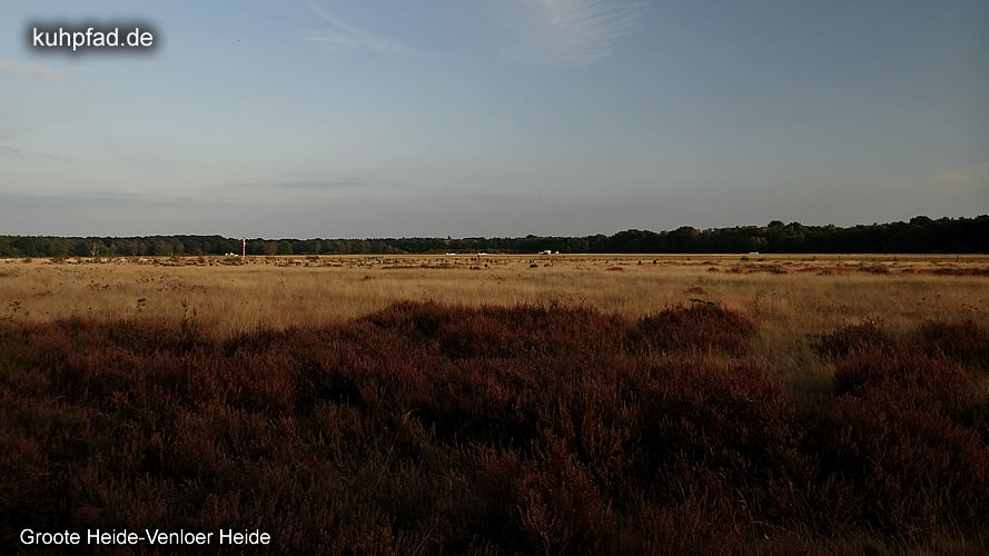 Venloer Heide