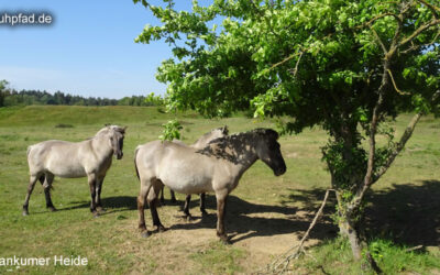 Wankumer Heide