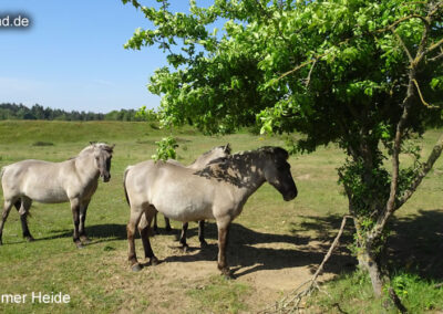 Wankumer Heide