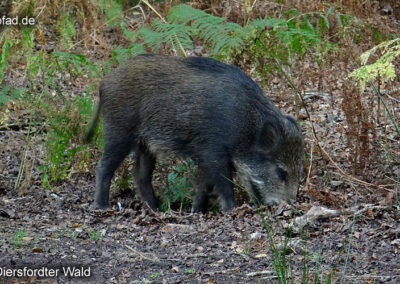 Wildschwein