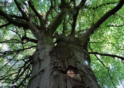 Baum Hünxer Wald