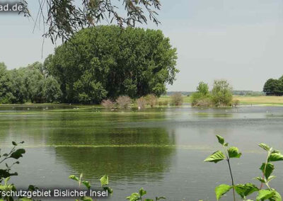 Bislicher Insel