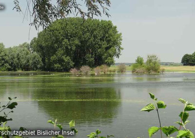 Bislicher Insel