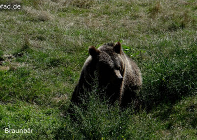 Braunbär