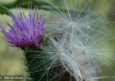 Mariendistel