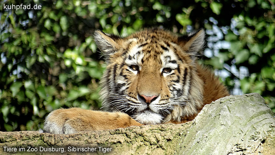 Duisburger Zoo Tiger