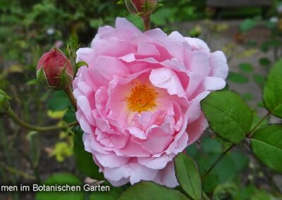 Englische Rose