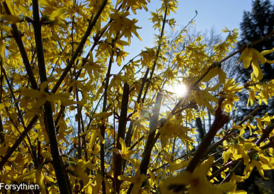 Forsythien