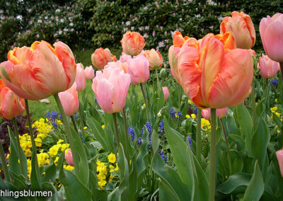 Frühlingsblumen