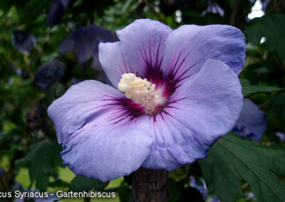 Gartenhibiscus