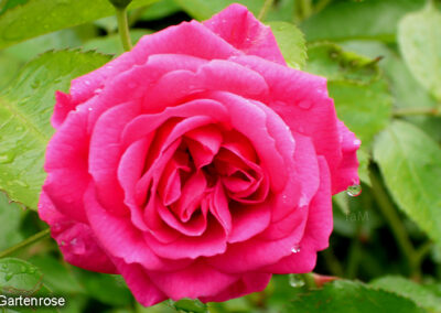 Gartenrose