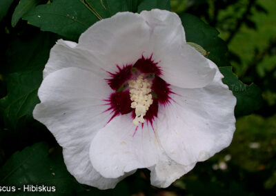 Hibiscus