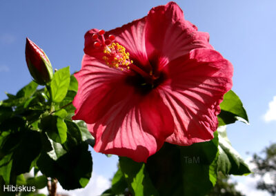 Hibiscus