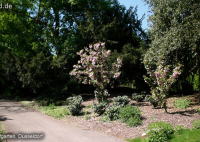 Hofgarten Düsseldorf