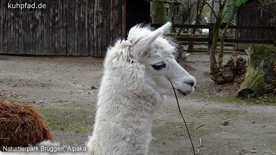 Natur Tierpark Brüggen Alpaka