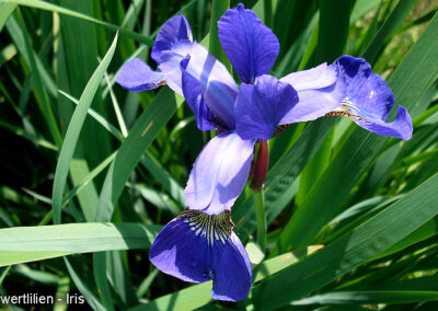 schwertlilie iris