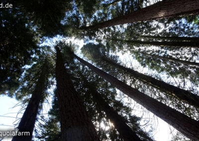 Sequoiafarm Kaldenkirchen