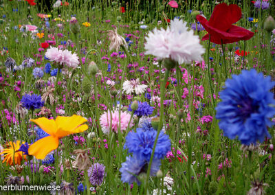 sommerblumenwiese