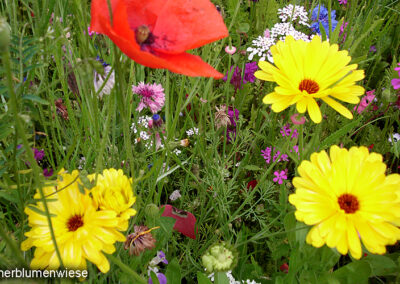 sommerblumenwiese