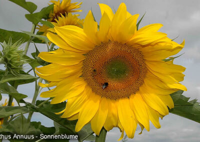 sonnenblume