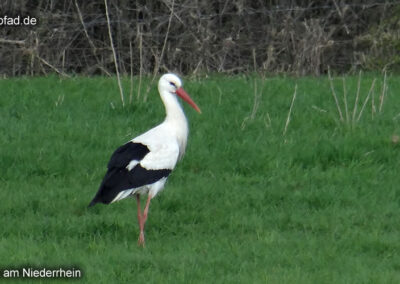 Storch