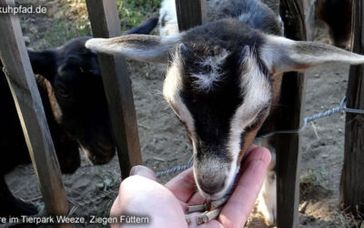 Tierpark Weeze