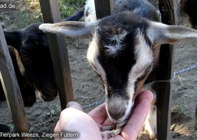 Tierpark Weeze