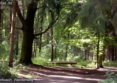 Waldgebiet der Meerbusch