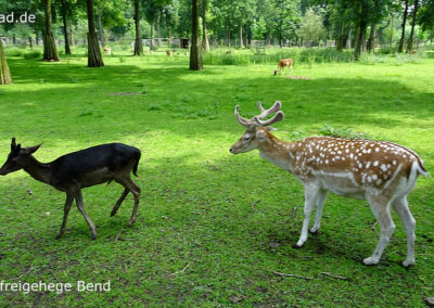 Wildfreigehege Bend