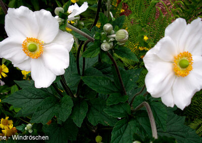 windroeschen