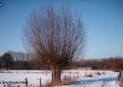 Winter am Niederrhein