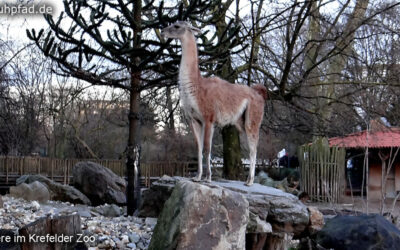 Zoo Krefeld