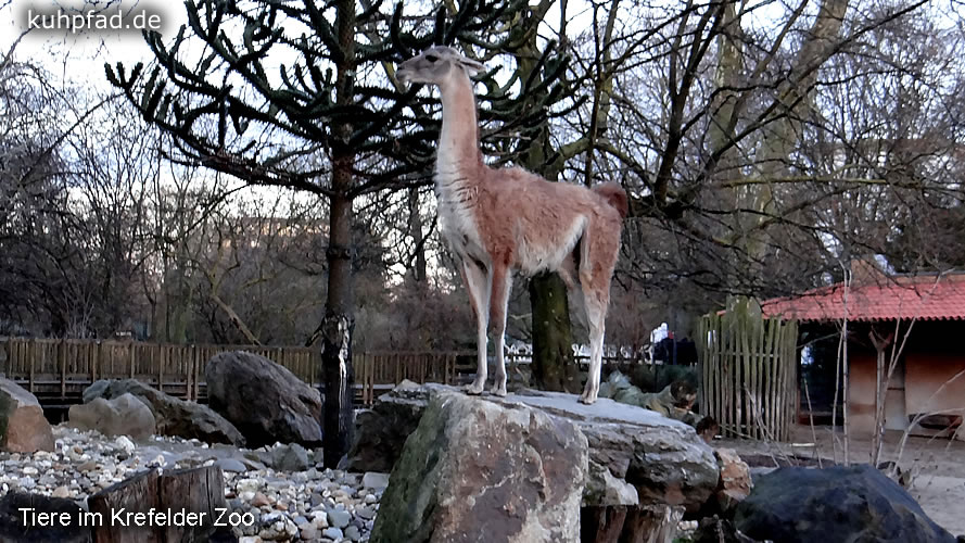 Zoo Krefeld