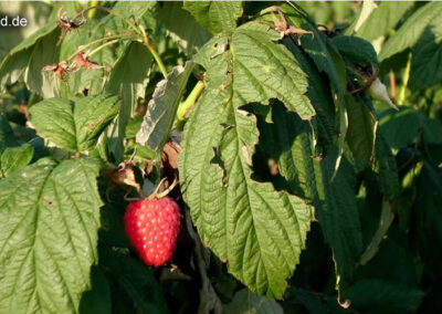 Himbeeren