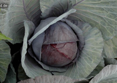 Rotkohl