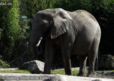 Afrikanischer Elefant