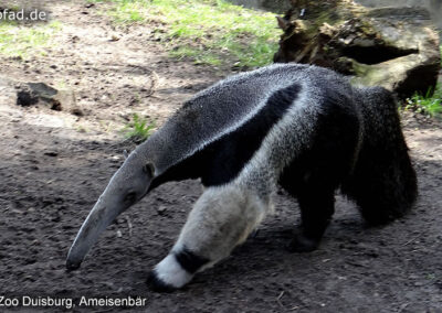 Ameisenbär