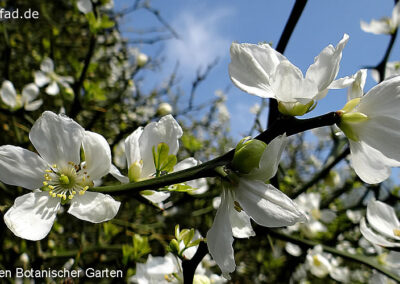 Botanischer Garten Krefeld