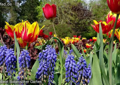 Botanischer Garten Krefeld