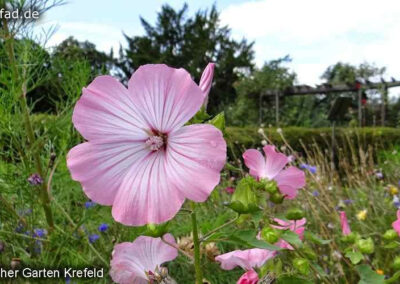 Botanischer Garten Krefeld